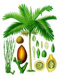 Areca catechu is the areca palm or areca nut palm betel palm, Filipino: bunga, Indonesia/Malay: pinang, Malayalam: അടക്ക adakka, Kannada: ಅಡಿಕೆ Adike), a species of palm which grows in much of the tropical Pacific, Asia, and parts of east Africa.<br/><br/>

The palm is believed to have originated in either Indonesia/Malaysia or the Philippines. Areca is derived from a local name from the Malabar Coast of India and catechu is from another Malay name for this palm, caccu.<br/><br/>

This palm is often called the betel tree because its fruit, the areca nut, is often chewed along with the betel leaf, a leaf from a vine of the Piperaceae family.