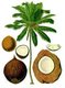 The coconut palm (<i>Cocos nucifera</i>), is a member of the family Arecaceae (palm family). It is the only accepted species in the genus Cocos. The term coconut can refer to the entire coconut palm, the seed, or the fruit, which, botanically, is a drupe, not a nut. The spelling cocoanut is an archaic form of the word. The term is derived from 16th-century Portuguese and Spanish coco, meaning 'head' or 'skull, from the three indentations on the coconut shell that resemble facial features.<br/><br/>

Found throughout the tropic and subtropic area, the coconut is known for its great versatility as seen in the many uses of its different parts. Coconuts are part of the daily diets of many people. Coconuts are different from any other fruits because they contain a large quantity of 'water' and when immature they are known as tender-nuts or jelly-nuts and may be harvested for drinking. When mature, they still contain some water and can be used as seednuts or processed to give oil from the kernel, charcoal from the hard shell and coir from the fibrous husk. The endosperm is initially in its nuclear phase suspended within the coconut water. As development continues, cellular layers of endosperm deposit along the walls of the coconut, becoming the edible coconut 'flesh'.<br/><br/>

When dried, the coconut flesh is called copra. The oil and milk derived from it are commonly used in cooking and frying; coconut oil is also widely used in soaps and cosmetics. The clear liquid coconut water within is a refreshing drink. The husks and leaves can be used as material to make a variety of products for furnishing and decorating. It also has cultural and religious significance in many societies that use it.