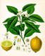 Germany: Citrus limon - Lemon - from Köhler's Medizinal Pflanzen, 1887
