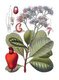 Germany:  Anacardium occidentale - Cashew nut and apple - from Köhler's Medizinal Pflanzen, 1887