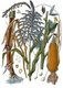 Germany: Zea mays - Maize - from Köhler's Medizinal Pflanzen, 1887