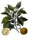 Germany: Citrus aurantium - Bitter Orange - from Köhler's Medizinal Pflanzen, 1887