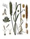 Germany: Triticum aestivum - Common Wheat - from Köhler's Medizinal Pflanzen, 1887